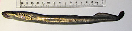 Photo of a Western River Lamprey