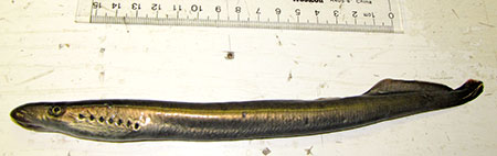 Photo of a Western River Lamprey