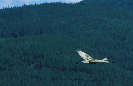 Photo of a Sandhill Crane