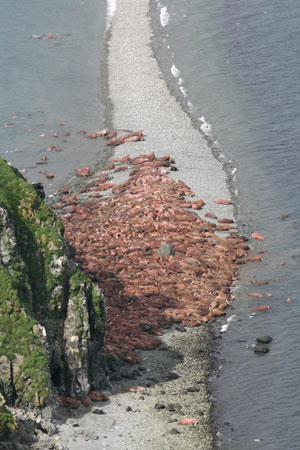 Photo of a Pacific Walrus