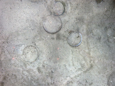 Photo of a Weathervane Scallop