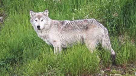 Photo of a Wolf