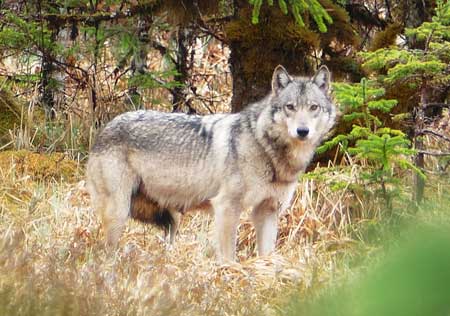 Photo of a Wolf