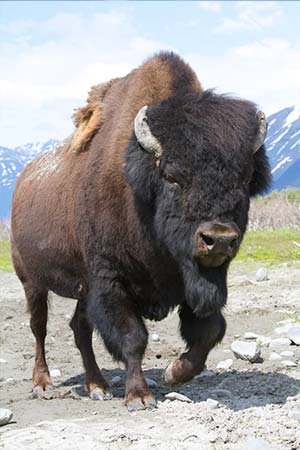 Photo of a Wood Bison