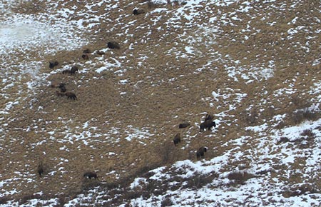 Photo of a Wood Bison