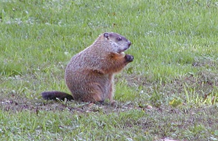 Photo of a Woodchuck (&copy;Marj Rines, Mass Audubon)