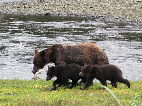 Mother and two cubs looking for a place to have dinner