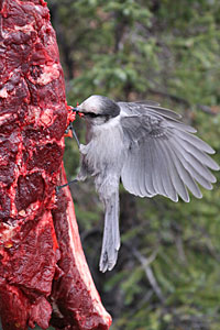 A gray jay stocking up for winter plucks fat from a moose carcass