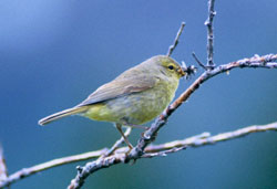 Orangecrowned warbler