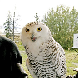 A snowy owl on display at an event put on by the USFWS and the Bird Treatment and Learning Center at Potter Marsh
