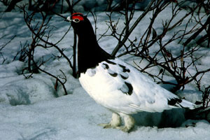 A willow ptarmigan in transition to its winter plumage
