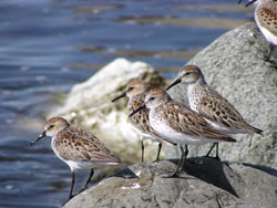 Western sandpipers