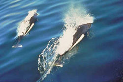 Dalls Porpoise
