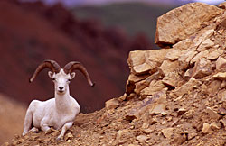 Dall sheep