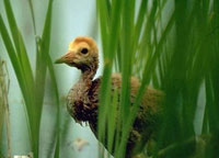 Sandhill crane colt forages in the marsh