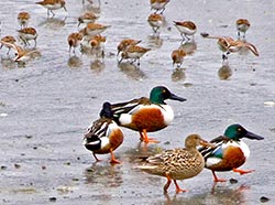 Northern shovelers and sandpipers