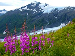 Exit Glacier emFiona RitterDavisem