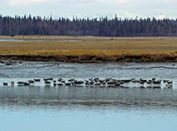 Harbor seals on the rivers edge