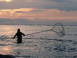 Dipnetting in the Kasilof River at sunset