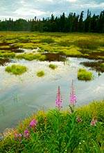 Fireweed in the refuge
