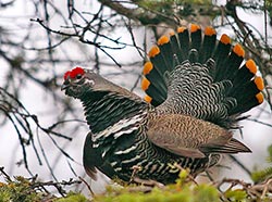 A male spruce grouse struts on a limb