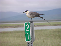 Longtailed jaeger