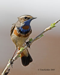 Bluethroat