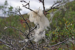 Muskox wool called qiviut