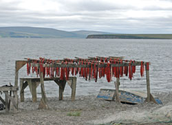 Salmon drying on the rack