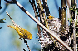 Yellow warblers nesting