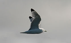 Blacklegged kittiwakes are common along the coast