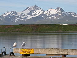 A view of Mt Frosty from the Cold Bay dock