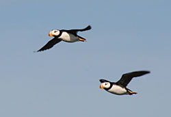 Tufted puffins pass overhead