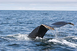Barnacles often decorate a humpback whales flukes