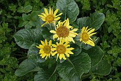 Sea beach senecios grow along rocky beaches