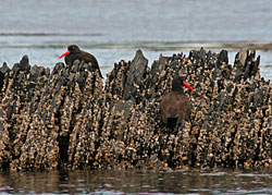 Black oystercatchers are abundant around Afognak Island