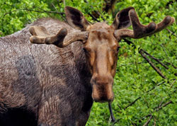Bull moose at the Situk River