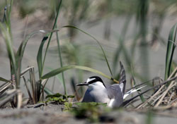 Nesting Aleutian tern
