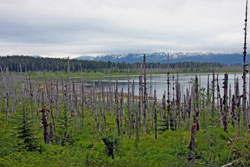Russell Fjord from the Russell Fjord Trail