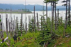 Russell Fjord from the Russell Fjord trail